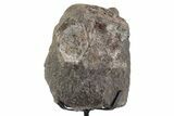 Fossil Sauropod Vertebra Section with Metal Stand - Colorado #350624-2